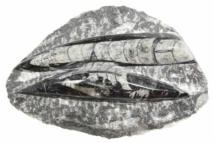 Polished Fossil Orthoceras Plate - Morocco #254472